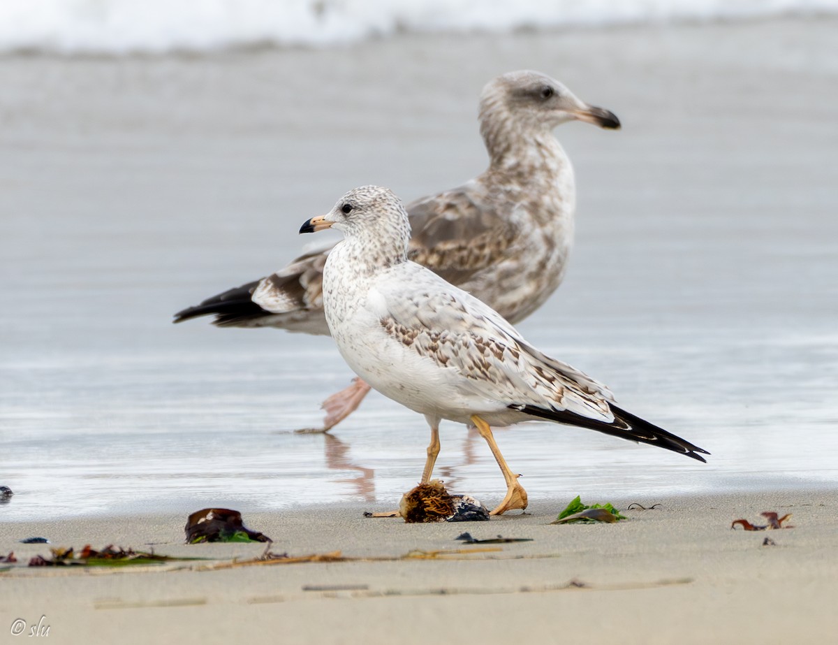 クロワカモメ - ML608955080