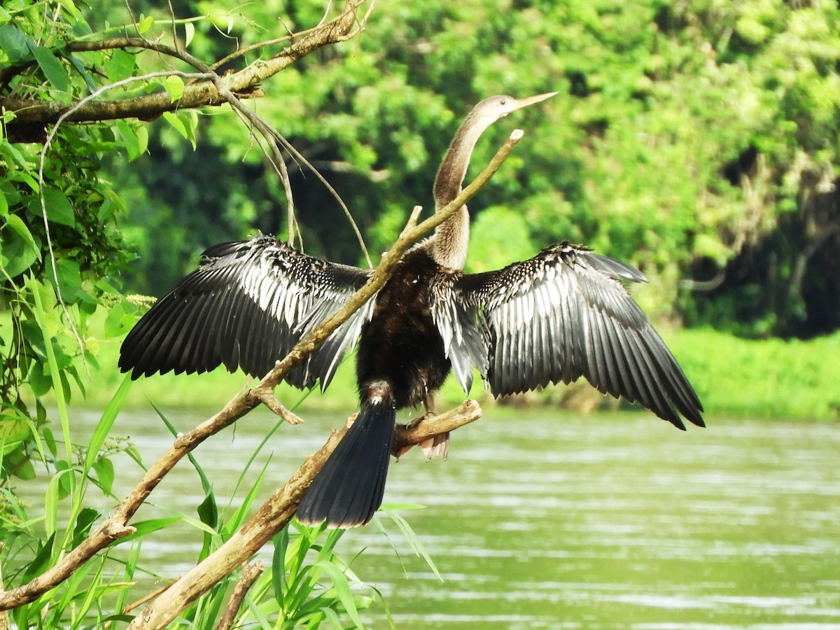 Anhinga d'Amérique - ML608955129