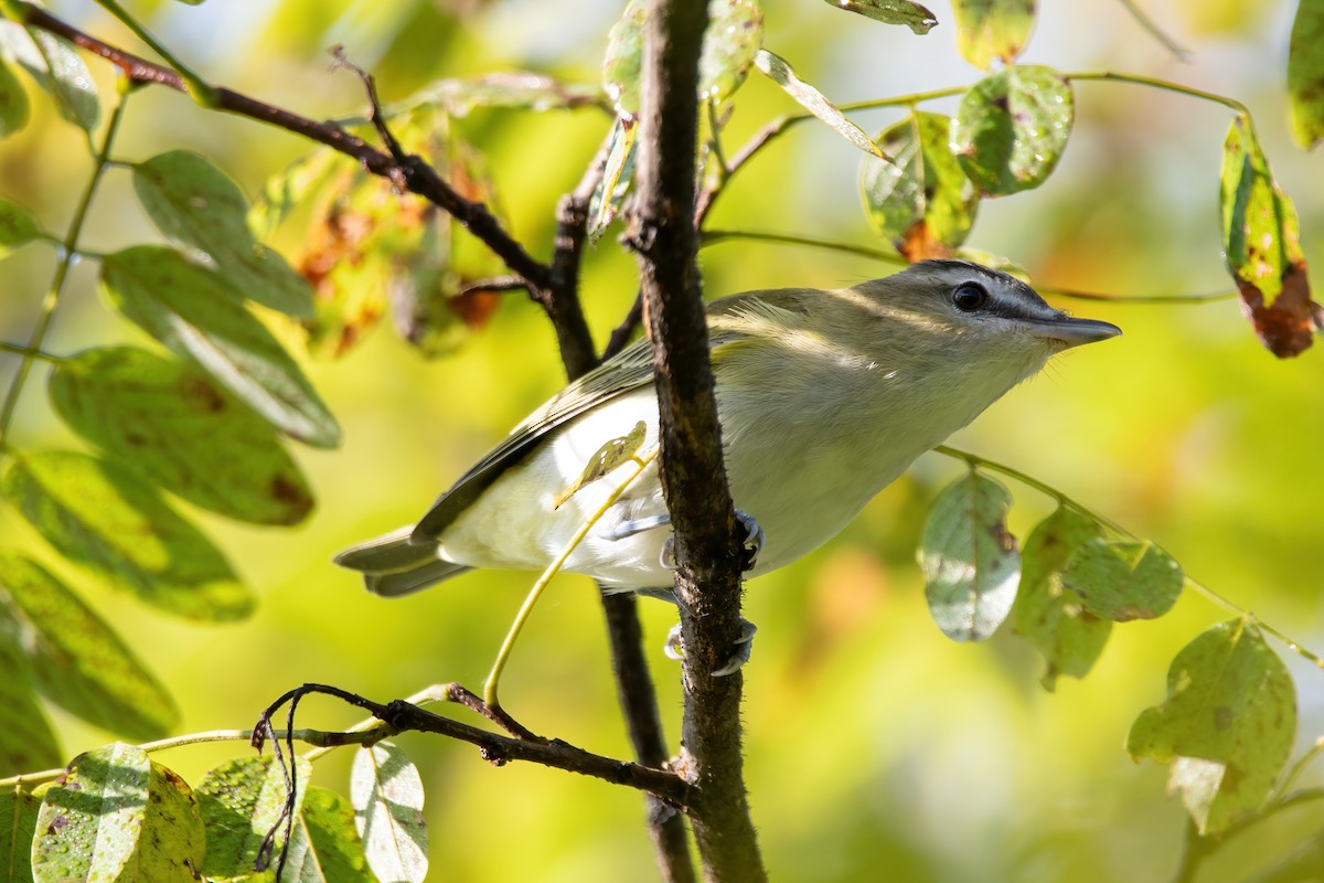 rødøyevireo - ML608955155