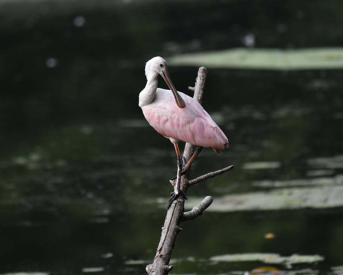 Roseate Spoonbill - ML608955166