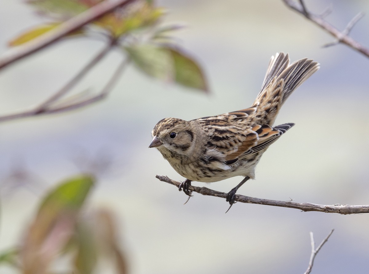 Lapland Longspur - ML608955182