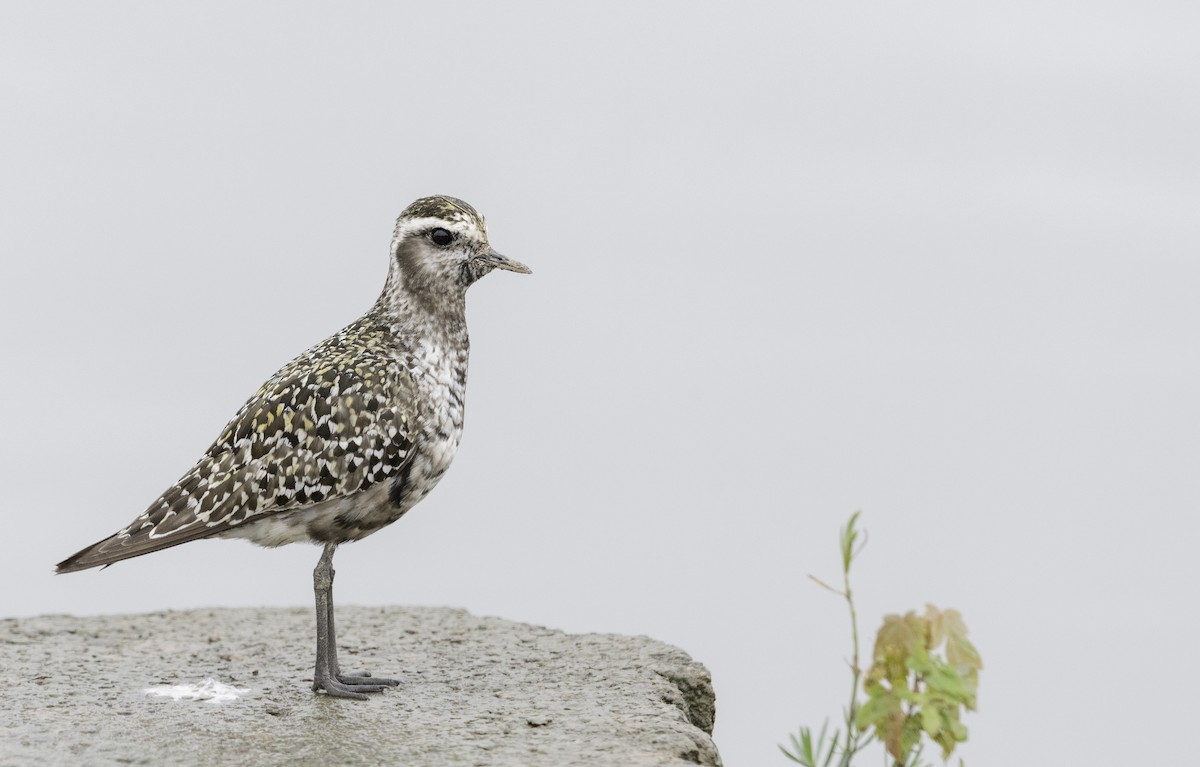 American Golden-Plover - ML608955252