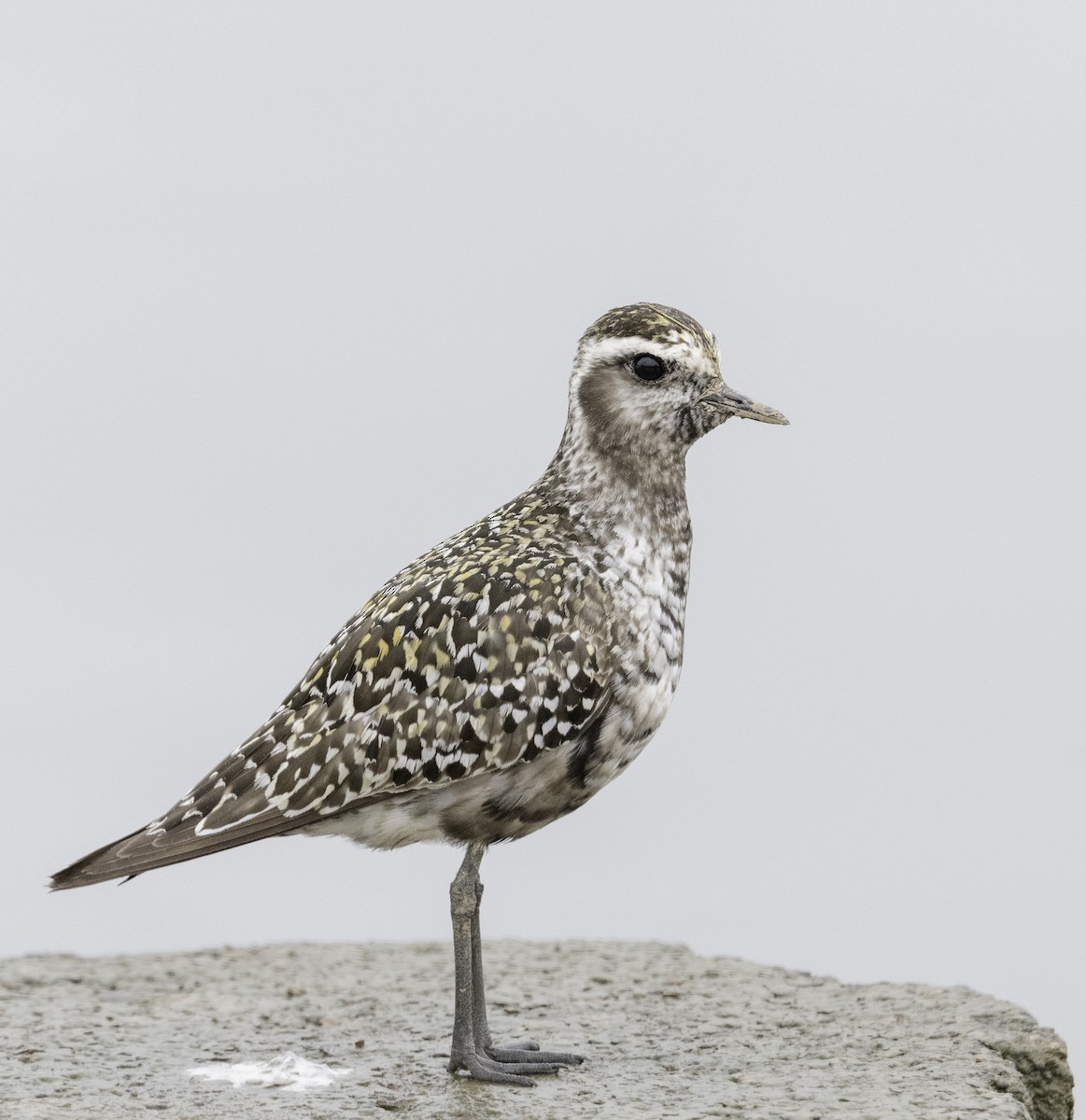 American Golden-Plover - ML608955253