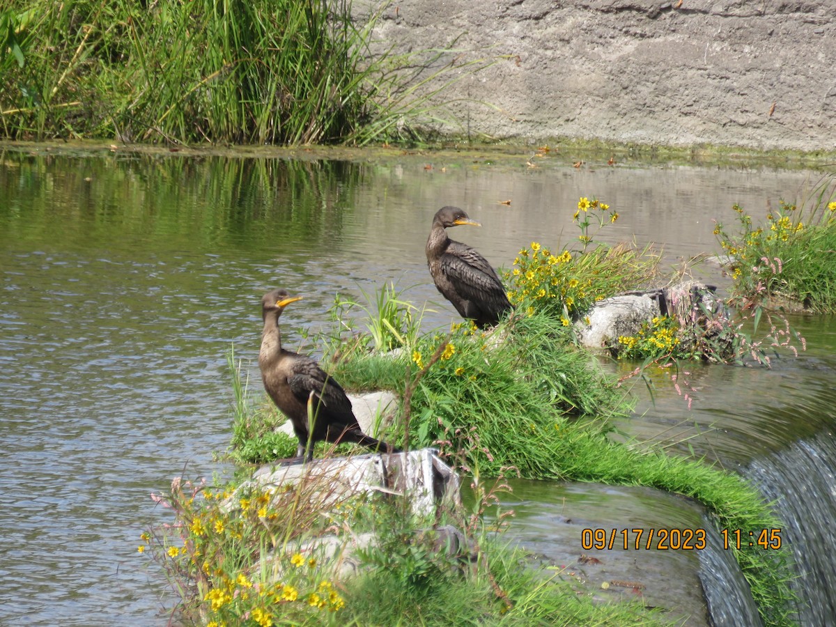 Double-crested Cormorant - ML608955277