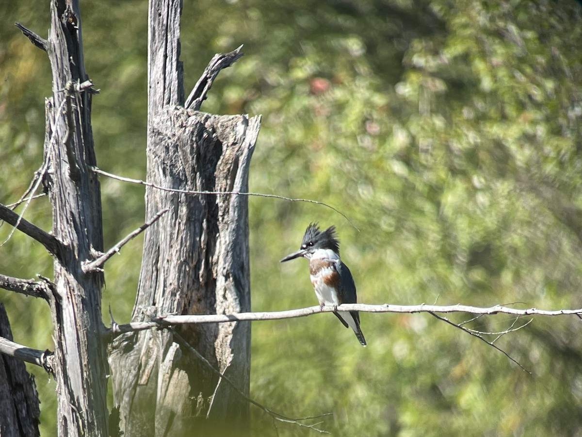 Belted Kingfisher - ML608955323