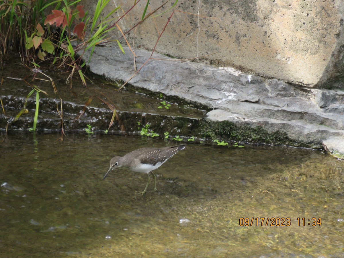 Solitary Sandpiper - ML608955393
