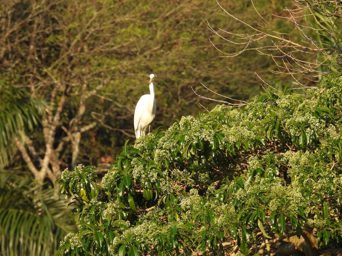 Great Egret - Mirian Brasil