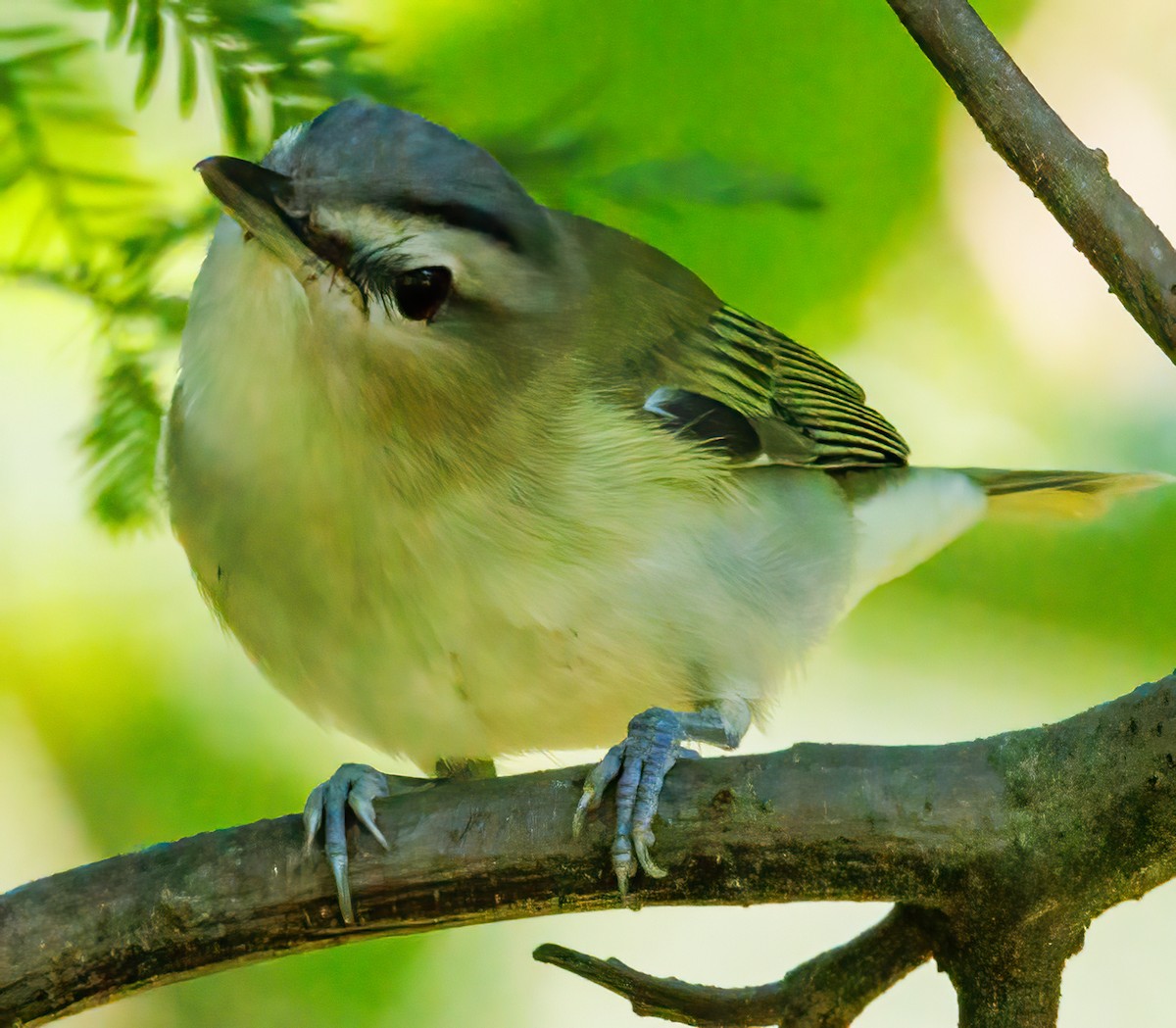 Red-eyed Vireo - ML608955531