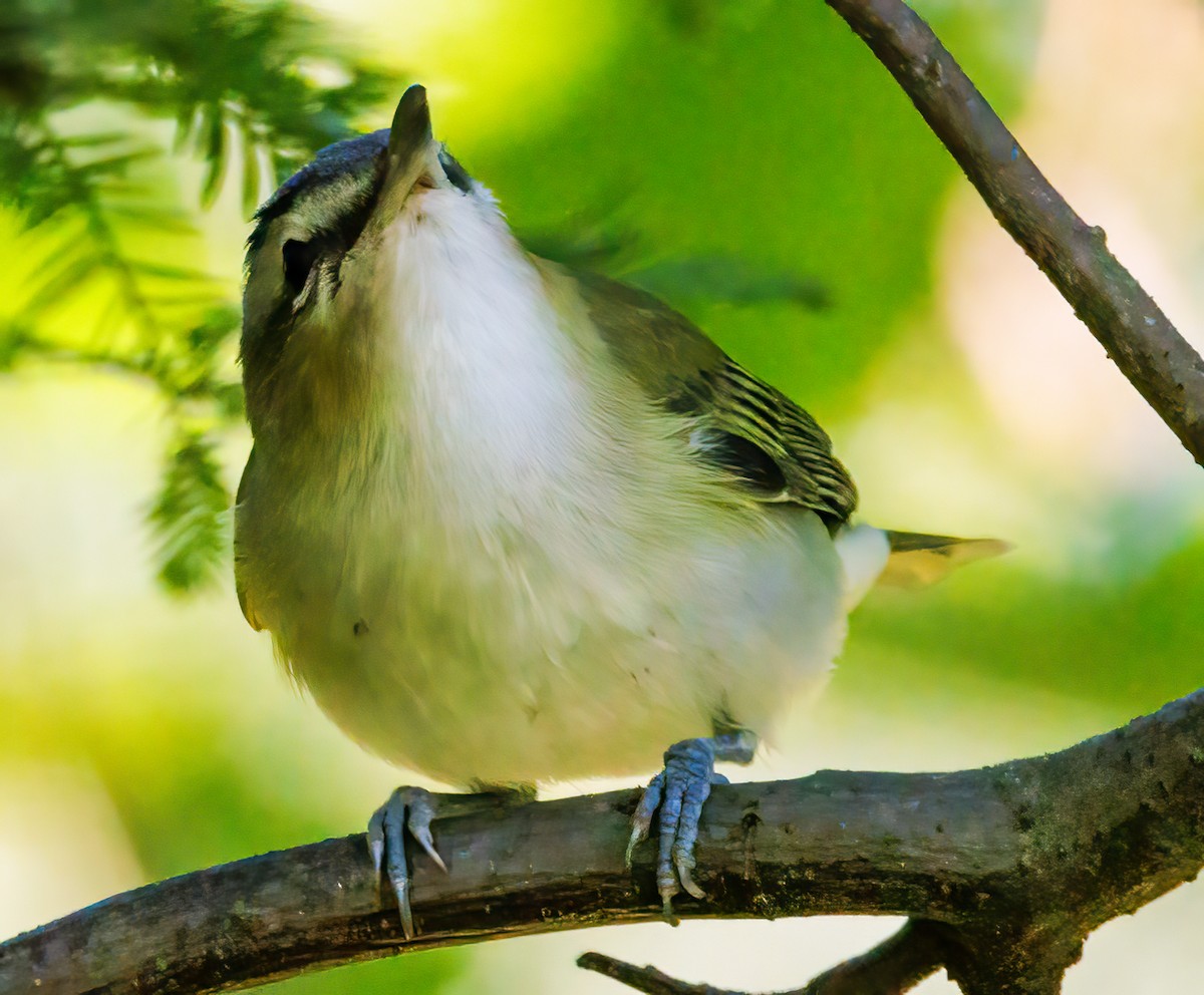 Red-eyed Vireo - ML608955532