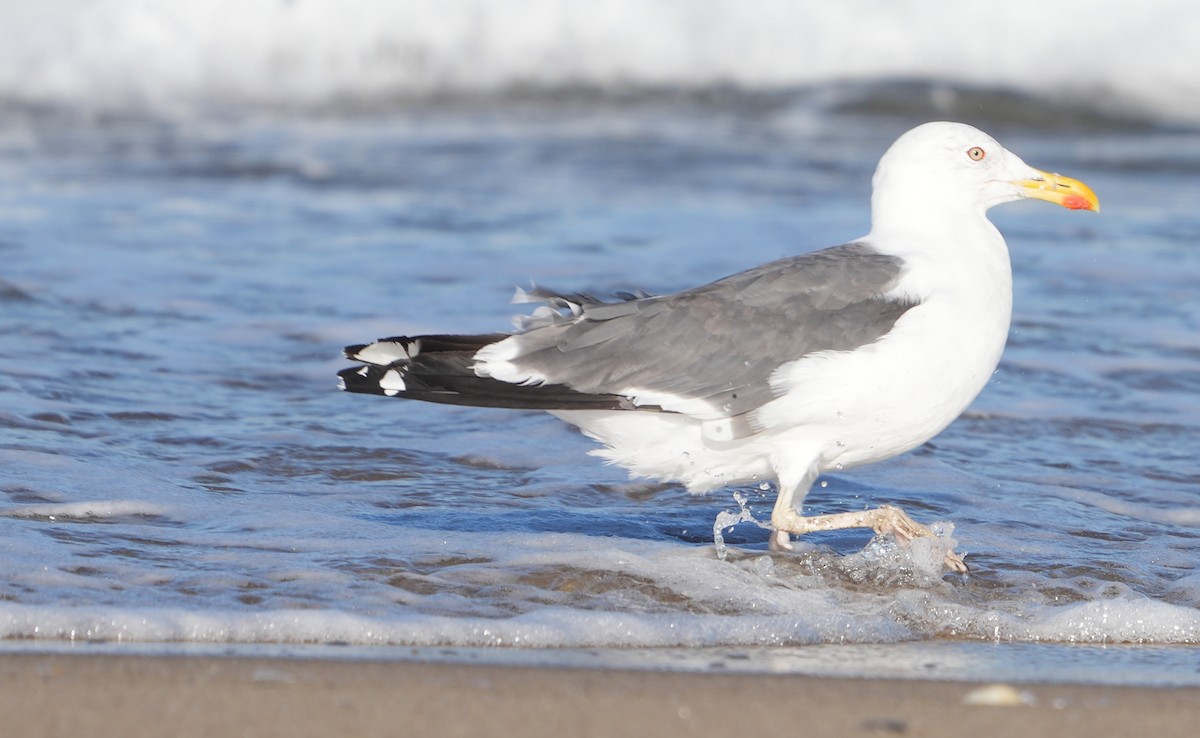 Lesser Black-backed Gull - ML608955535