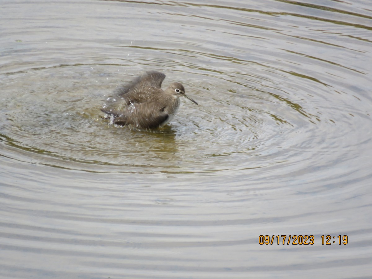 Solitary Sandpiper - ML608955563