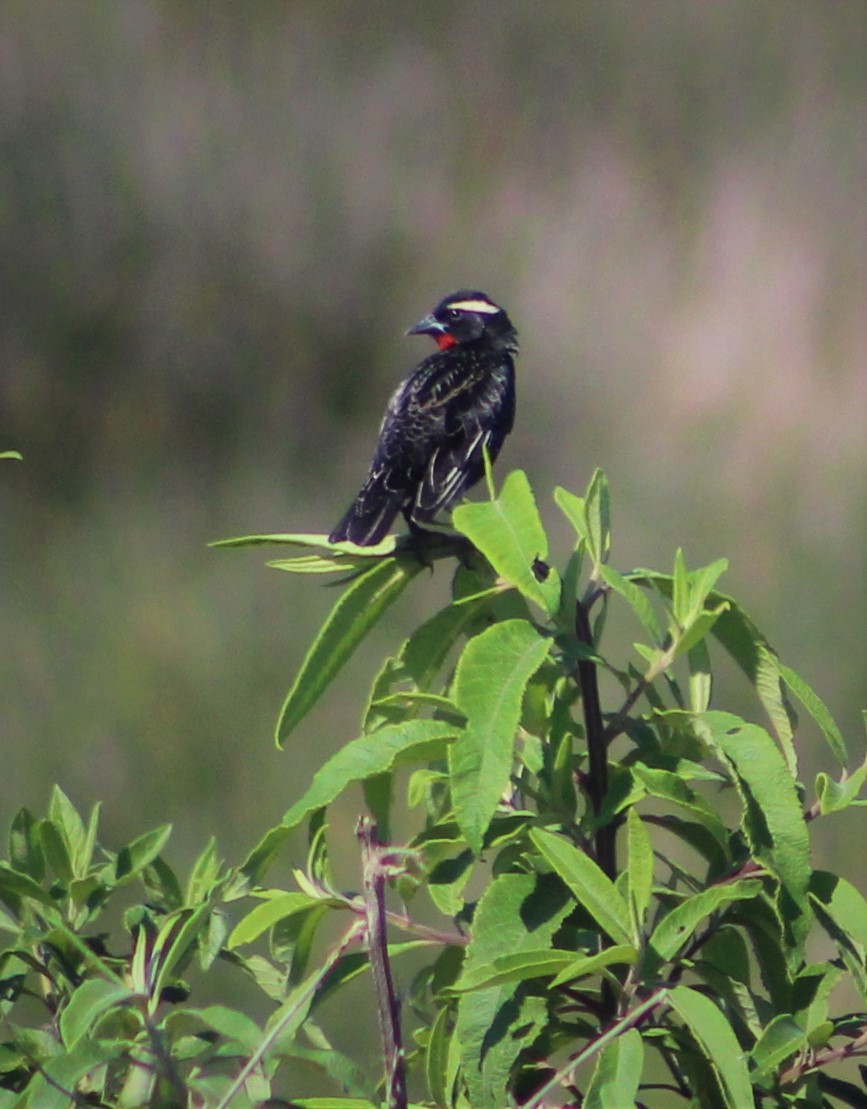 White-browed Meadowlark - ML608955637