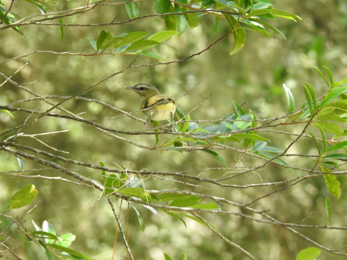 Vireo Ojirrojo - ML608955649