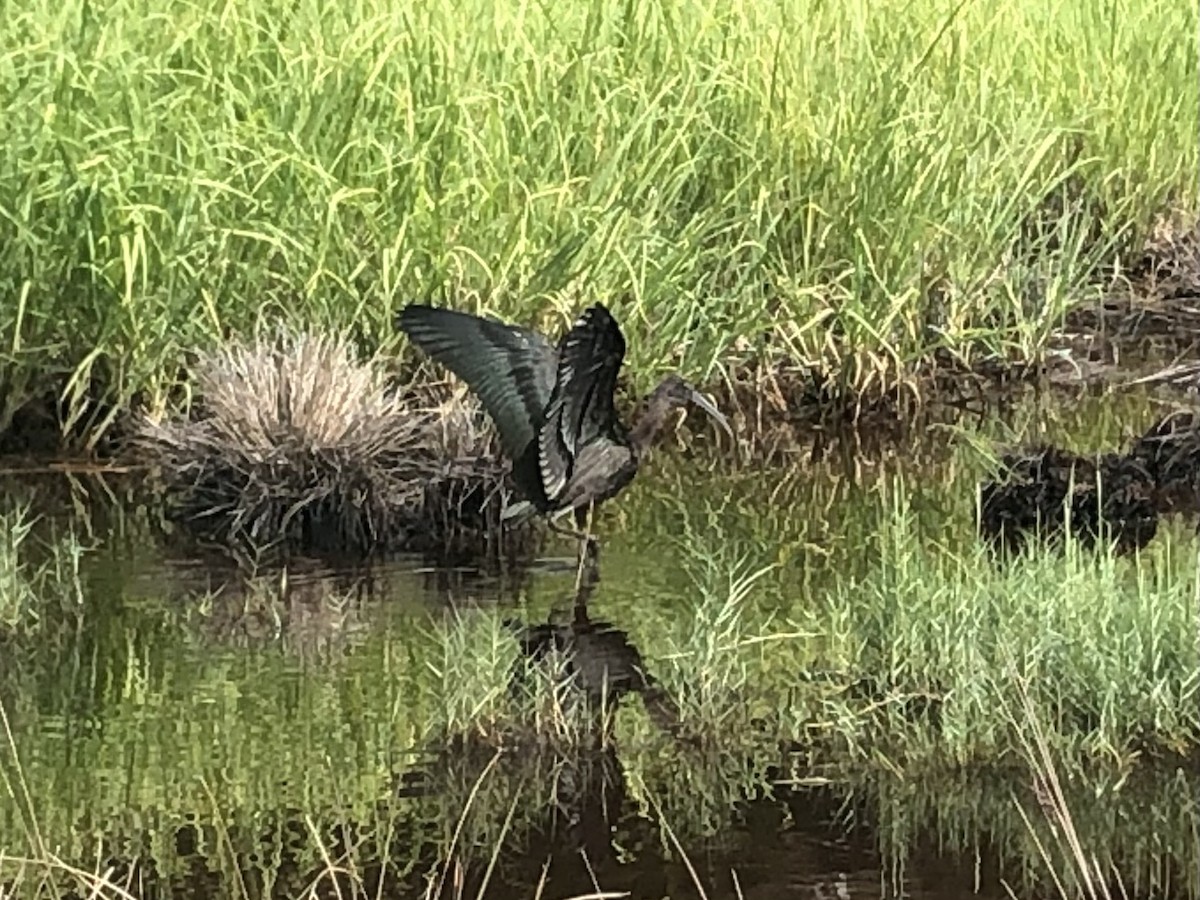 Glossy Ibis - ML608955656