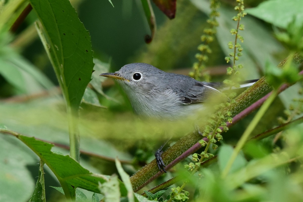 Blue-gray Gnatcatcher - Kerri D