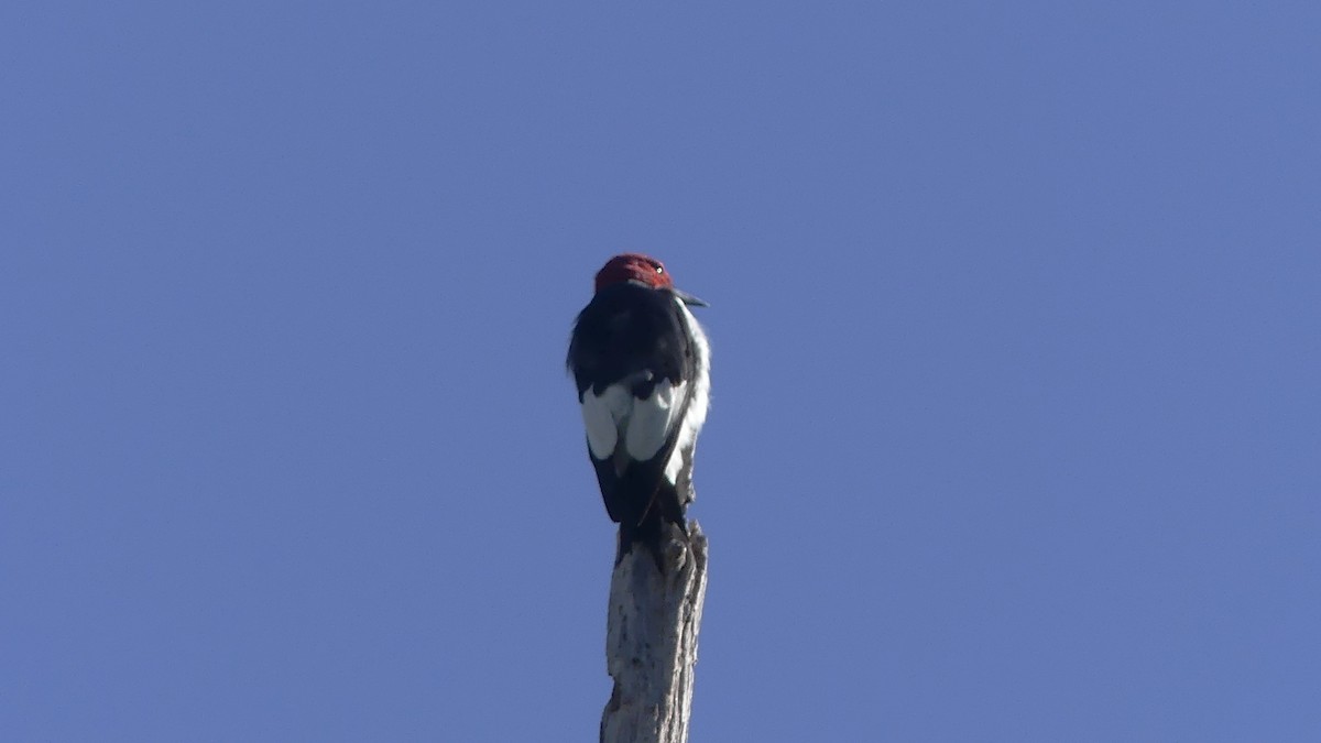 Red-headed Woodpecker - ML608955741