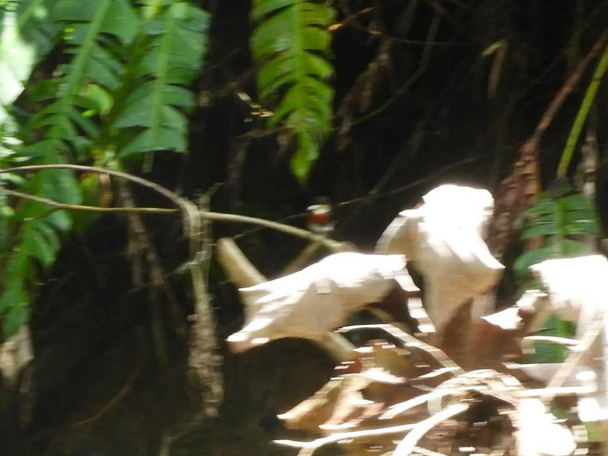 American Pygmy Kingfisher - ML608955745