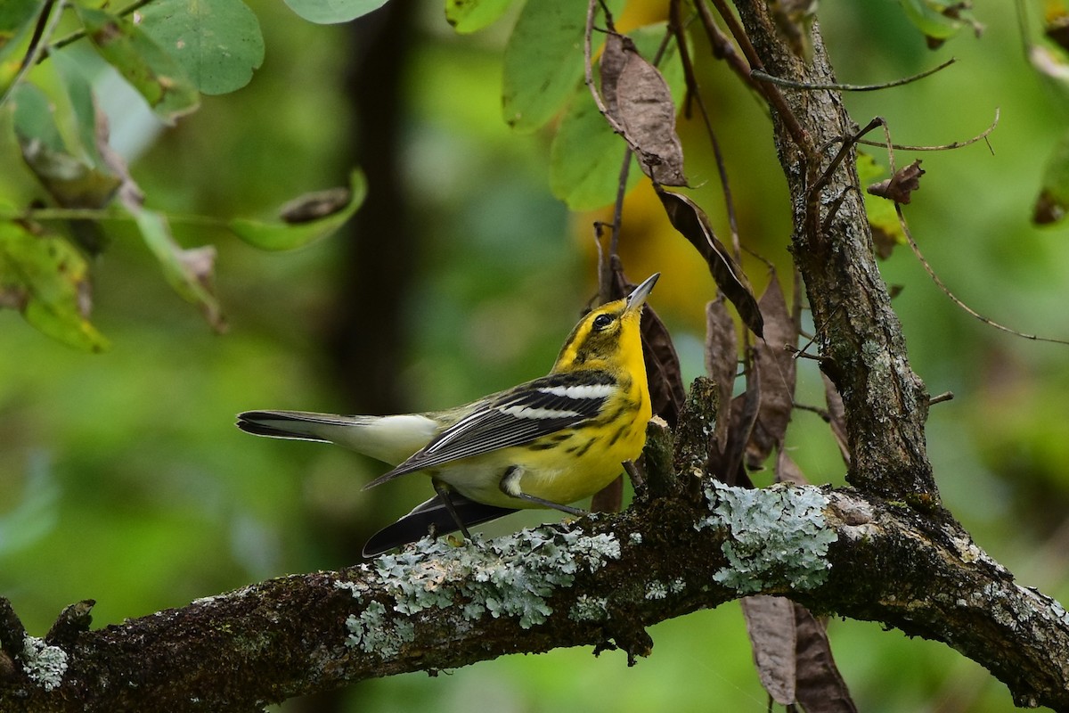 Blackburnian Warbler - ML608955875