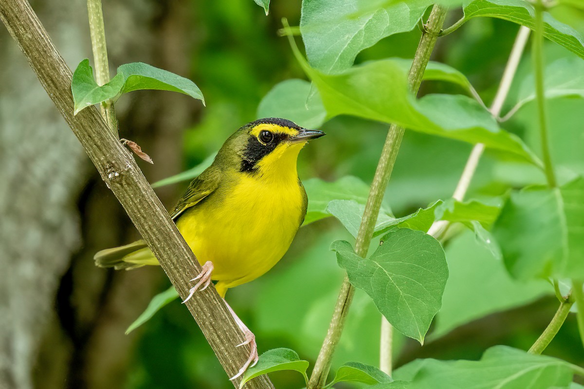 Kentucky Warbler - Bruce Miller