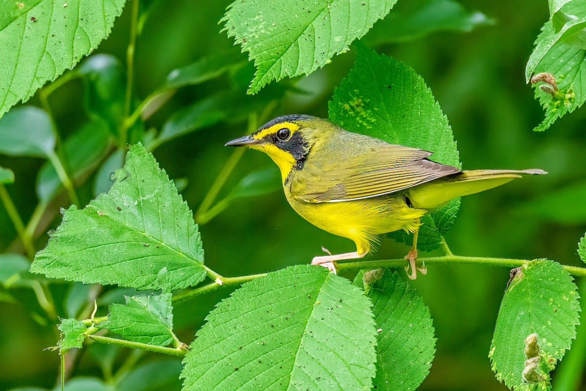 Kentucky Warbler - Bruce Miller