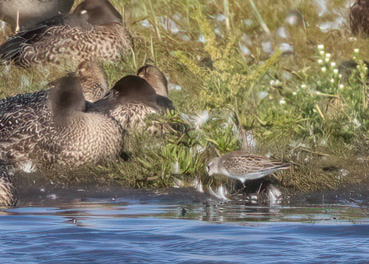 Semipalmated Sandpiper - ML608955939