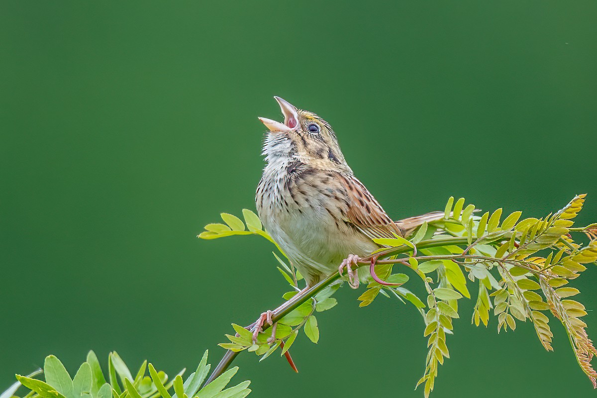 Henslow's Sparrow - Bruce Miller