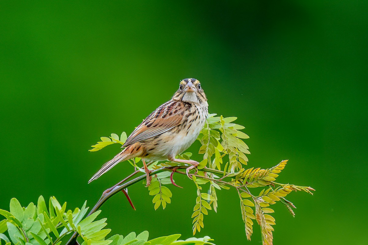 Henslow's Sparrow - Bruce Miller