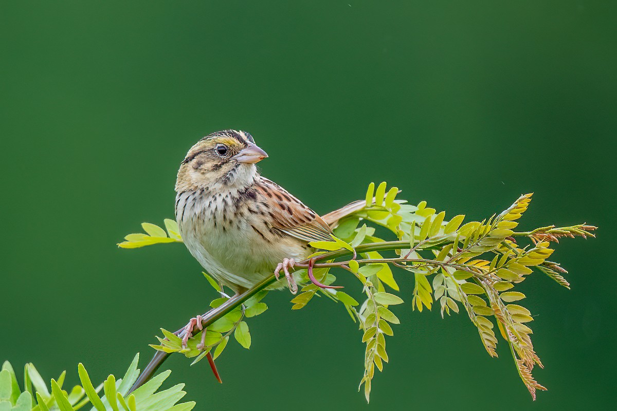 Henslow's Sparrow - Bruce Miller