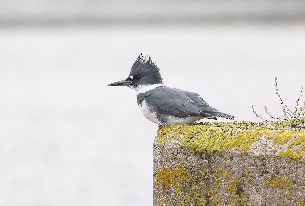 Belted Kingfisher - Charles Fitzpatrick