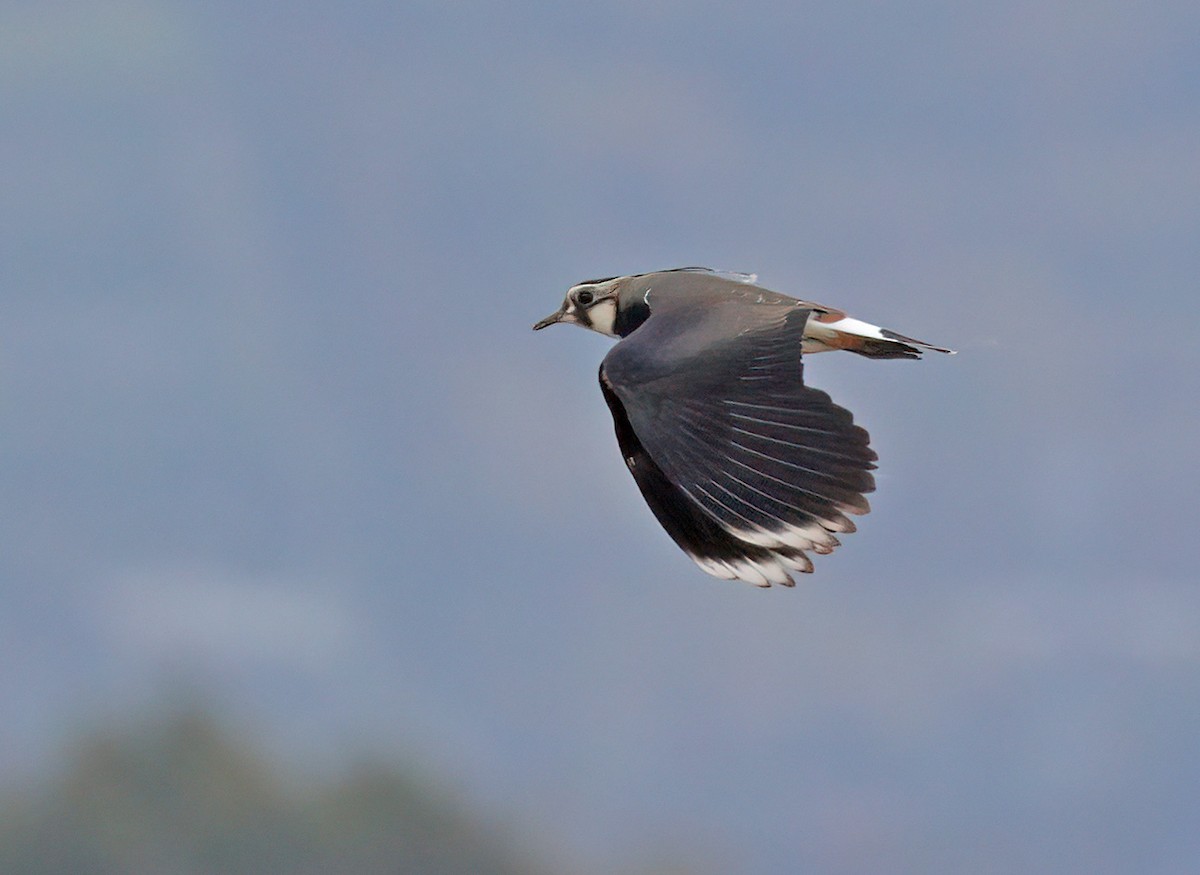 Northern Lapwing - sheau torng lim