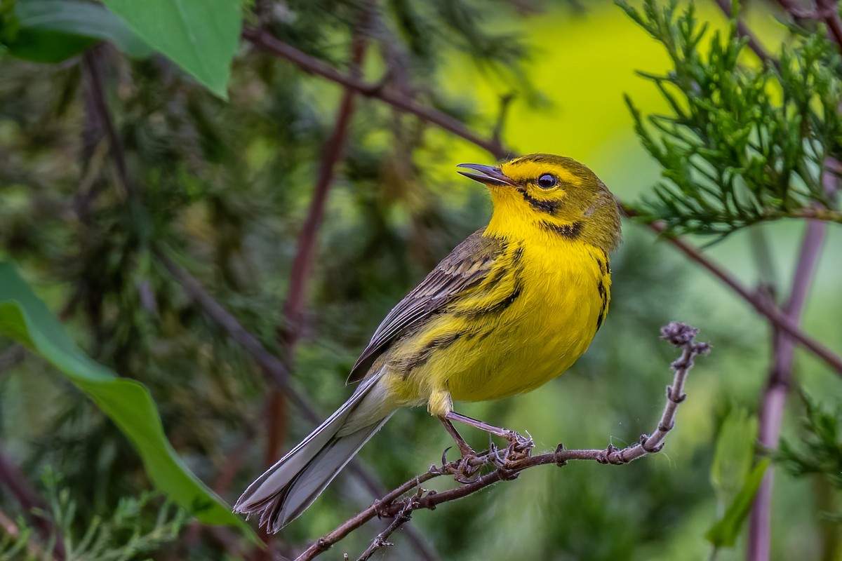 Prairie Warbler - ML608956013