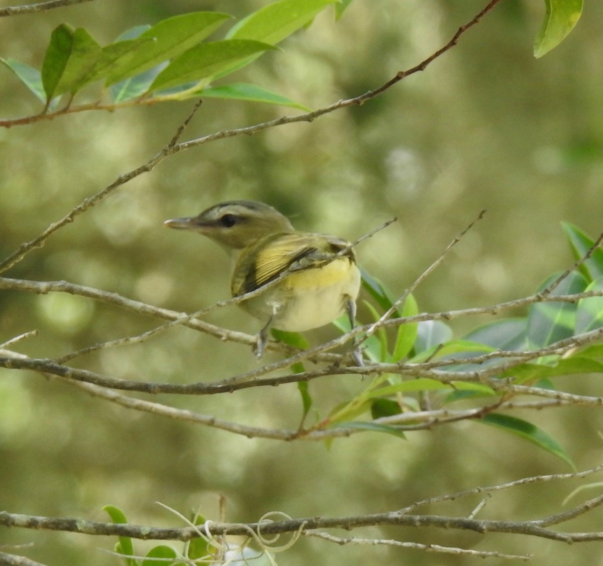 Vireo Ojirrojo - ML608956030