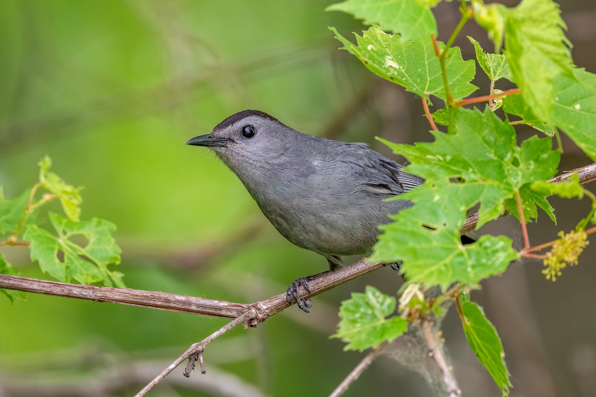 Gray Catbird - Bruce Miller