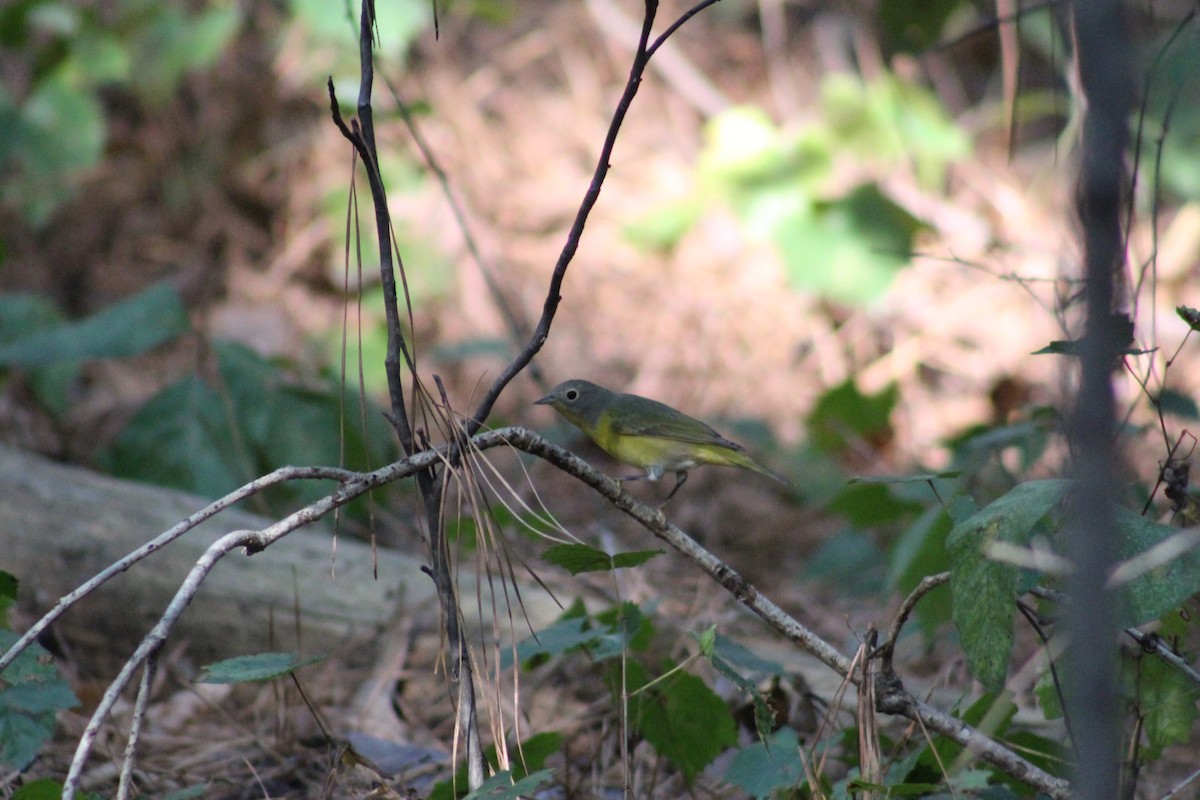 Nashville Warbler - ML608956122