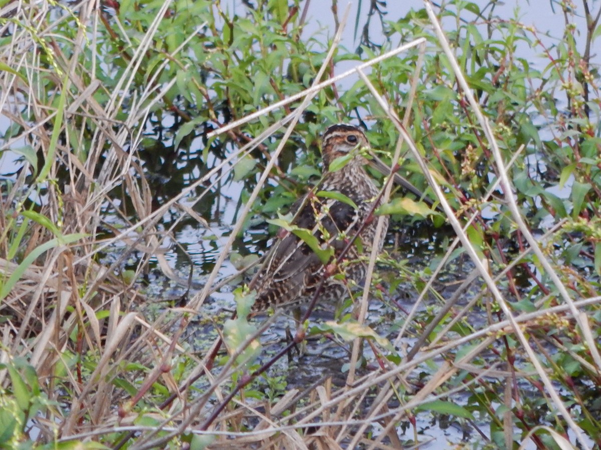 Wilson's Snipe - ML608956168