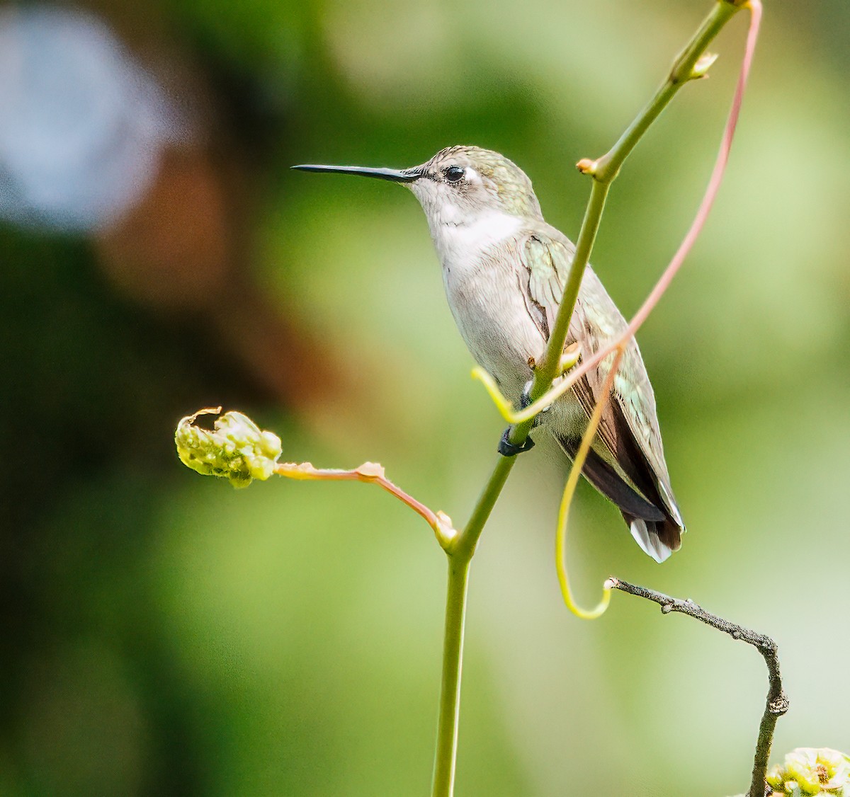 Ruby-throated Hummingbird - Debbie Lombardo