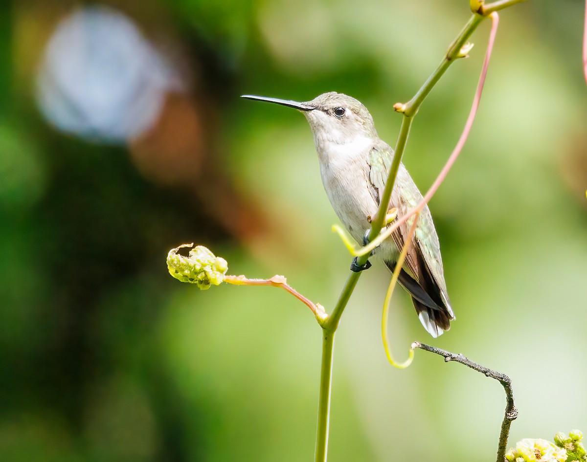 Ruby-throated Hummingbird - Debbie Lombardo