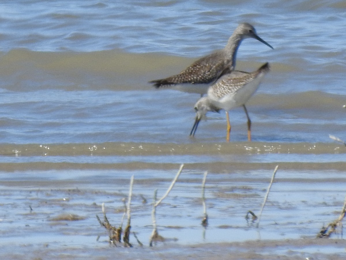 Greater Yellowlegs - JC Clancy