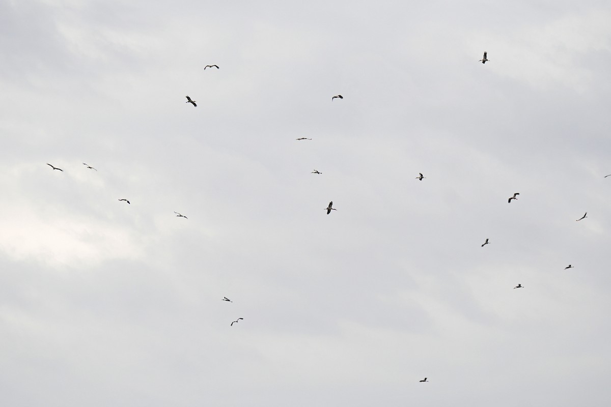 Maguari Stork - ML608956336