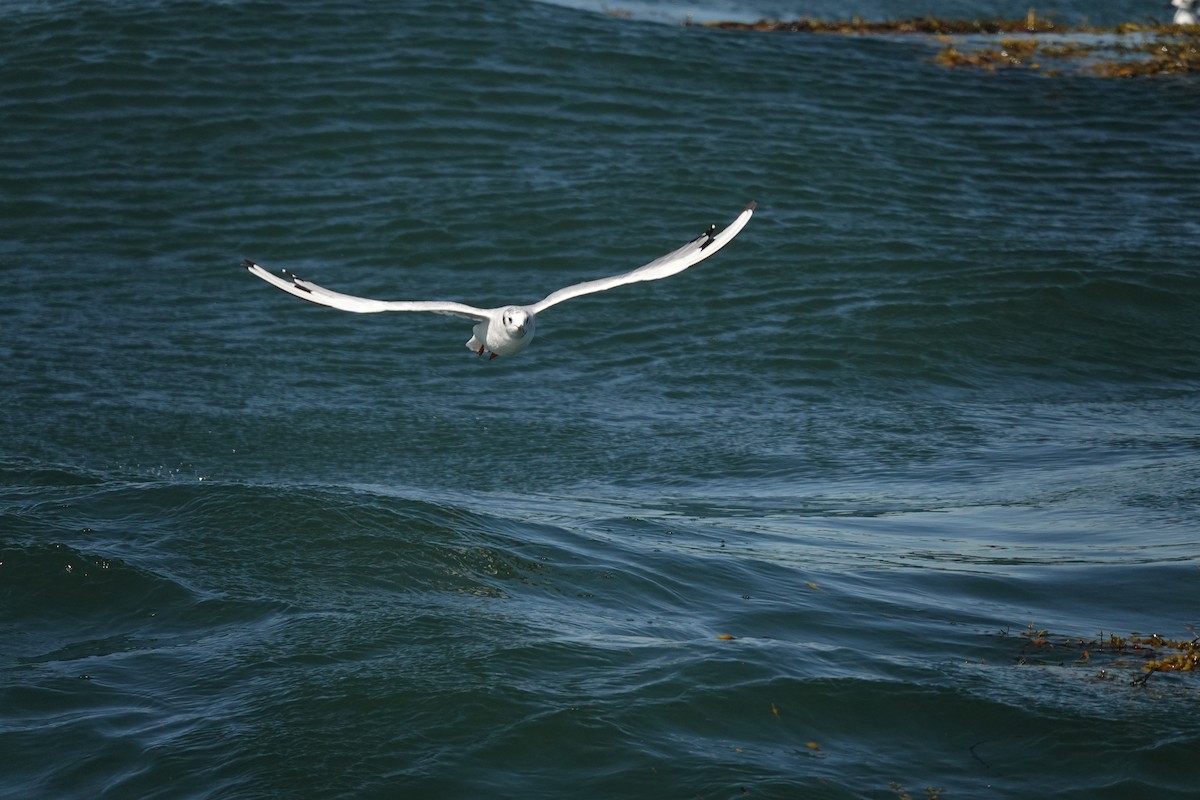 Bonaparte's Gull - ML608956361