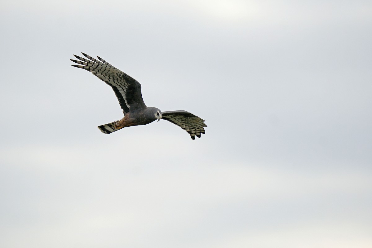 Long-winged Harrier - Adrian Antunez