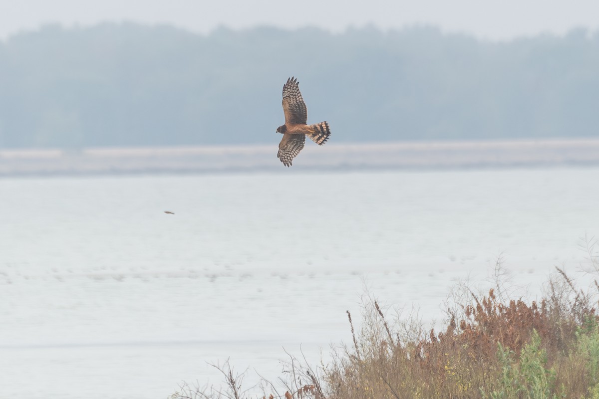 Northern Harrier - ML608956420