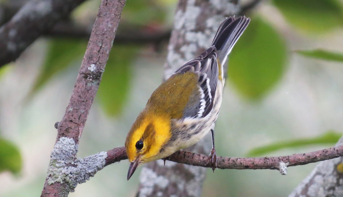 Black-throated Green Warbler - shelley seidman