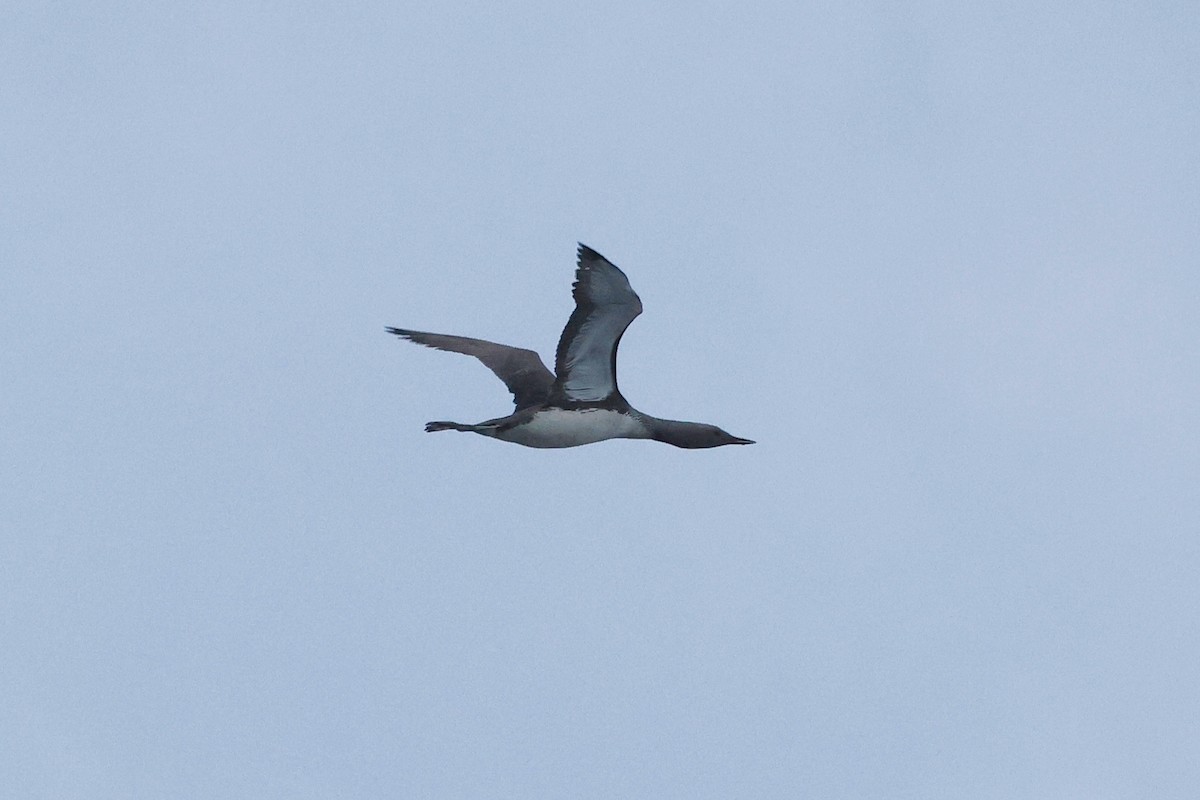 Red-throated Loon - ML608956454