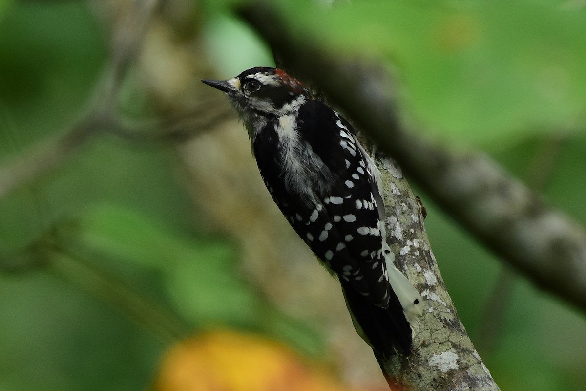Downy Woodpecker - ML608956461