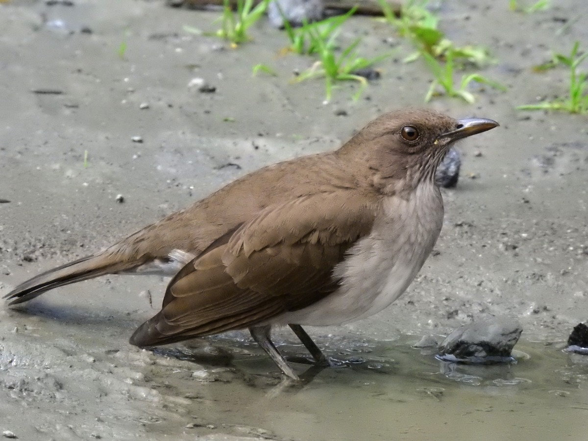 Black-billed Thrush - ML608956475