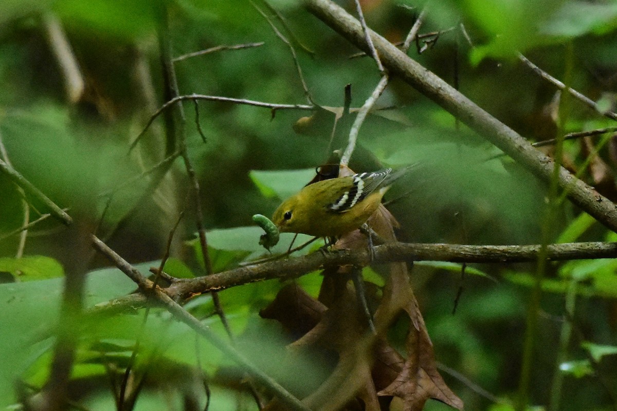 Bay-breasted Warbler - ML608956477