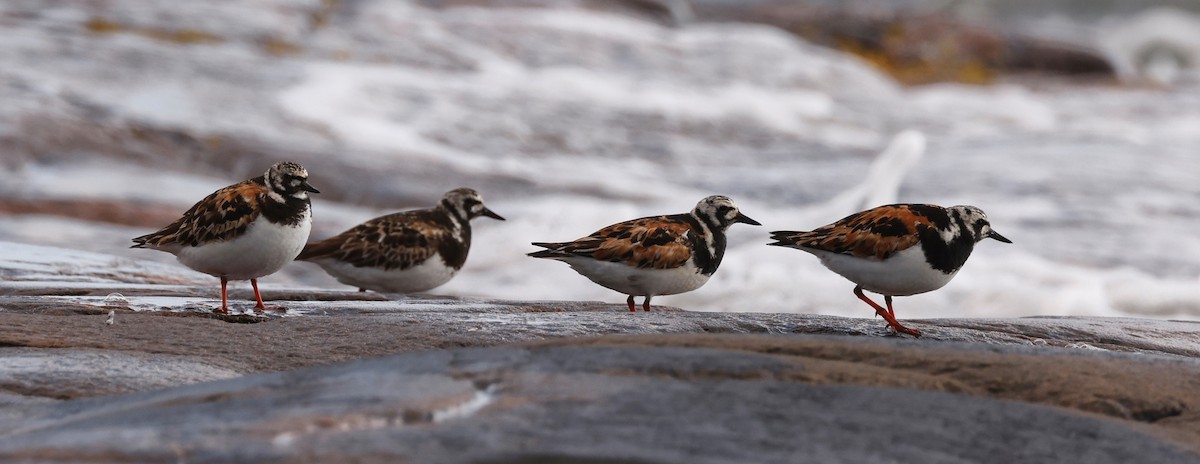 Ruddy Turnstone - ML608956528