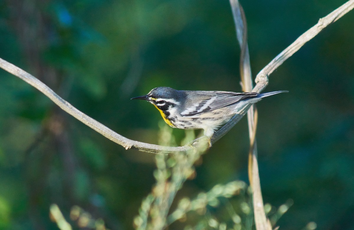 Yellow-throated Warbler - ML608956570