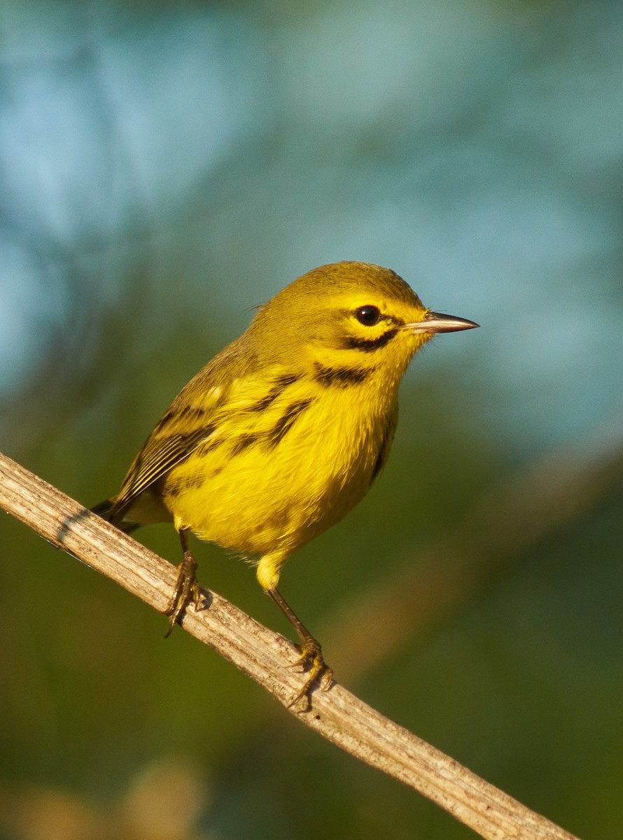 Prairie Warbler - ML608956597